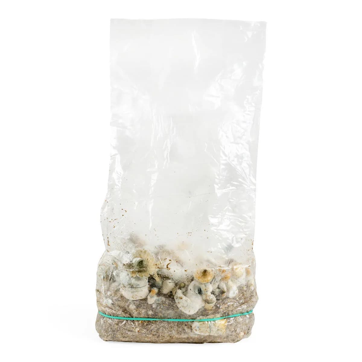 Zestaw uprawowy Ready-2-Grow 'Makilla Gorilla'