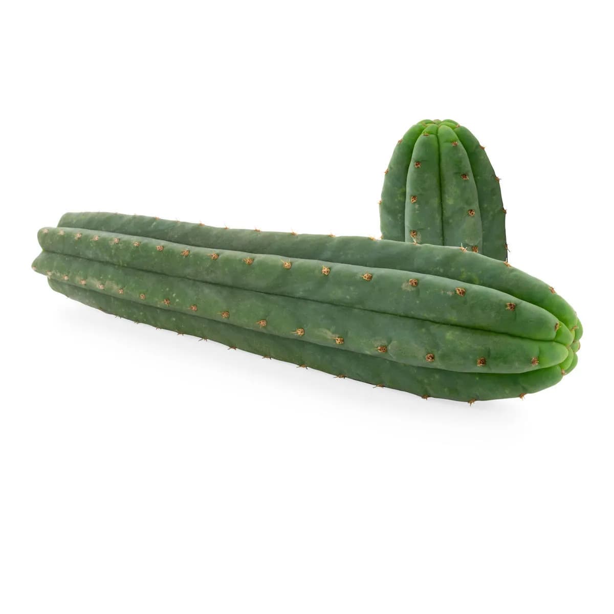 San Pedro 7-żebrowy (Echinopsis pachanoi)