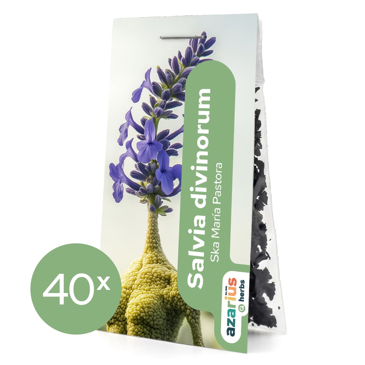 Salvia Divinorum 1x — zdjęcie 7