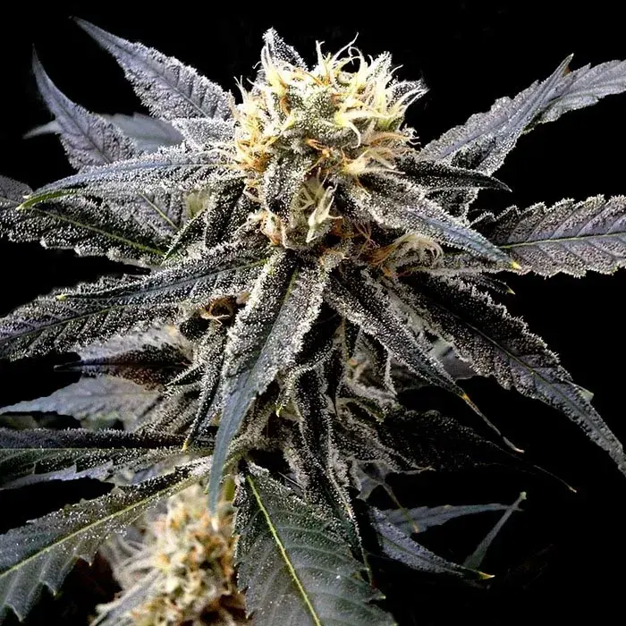 Strawberry Banana