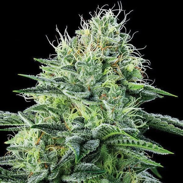 Strawberry Banana