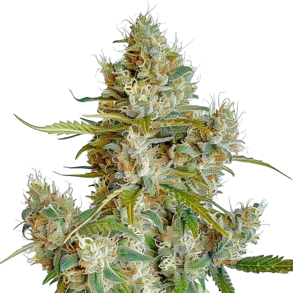 Thai Dream Auto