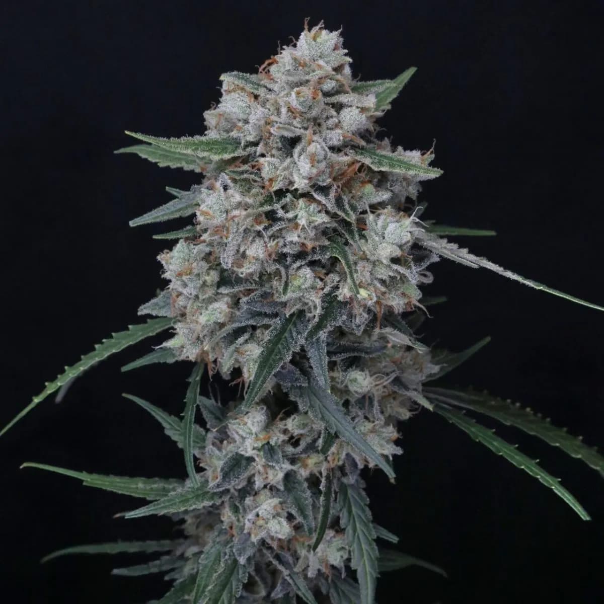 Whipped Runtz