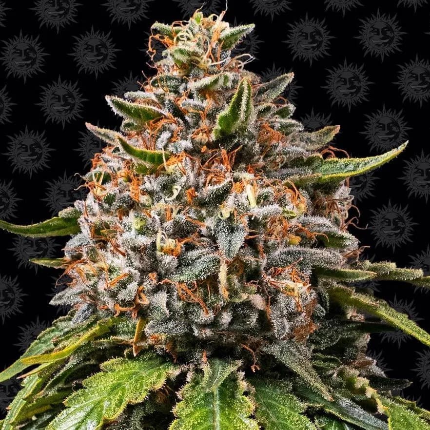 White Widow XXL