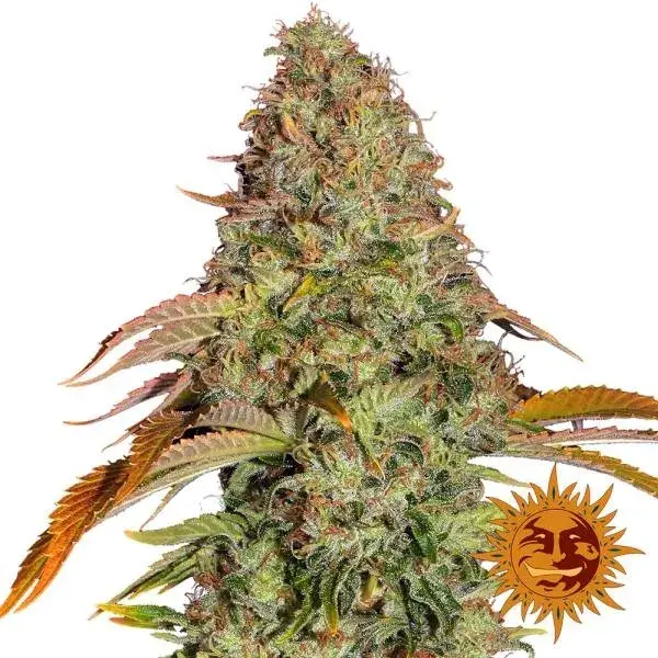Zkittlez OG Auto