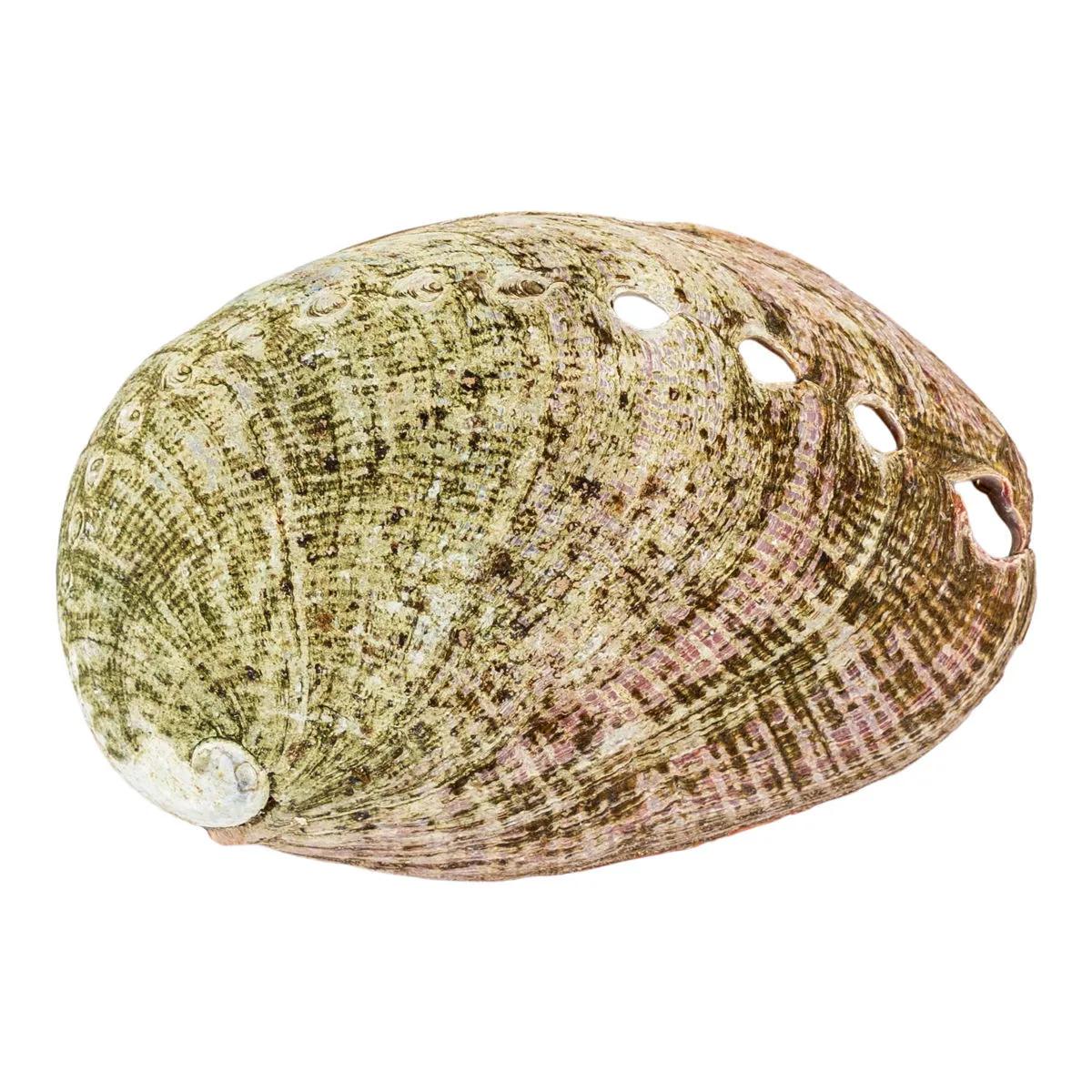 Muszla abalone