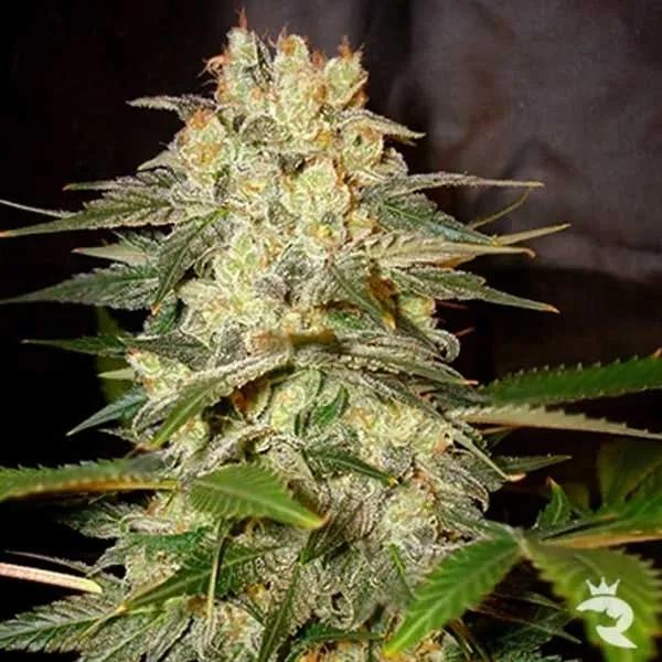 Afghan Kush Ryder Autoflower