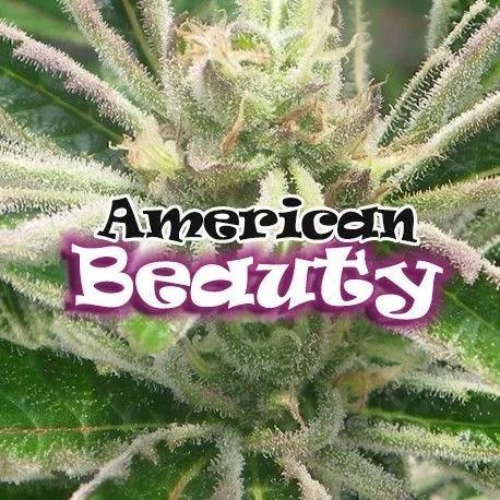 American Beauty (Dr Underground)