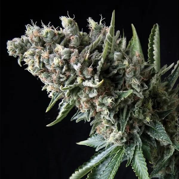 Auto Nefertiti