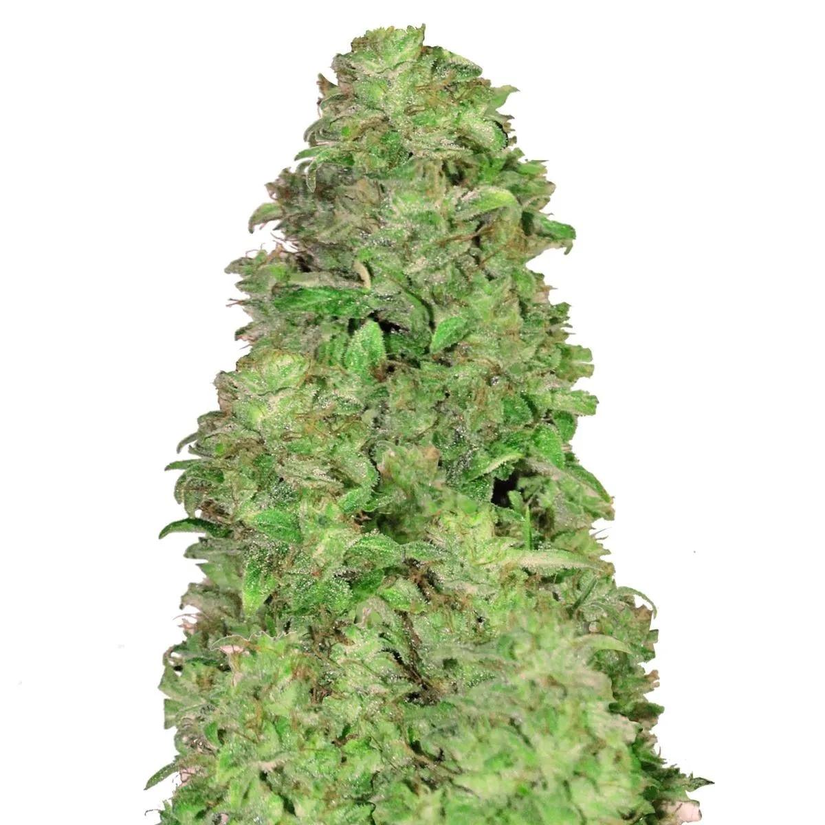 CBD Auto 20:1