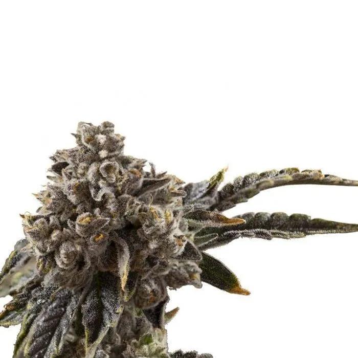 Chocolate Sherbet