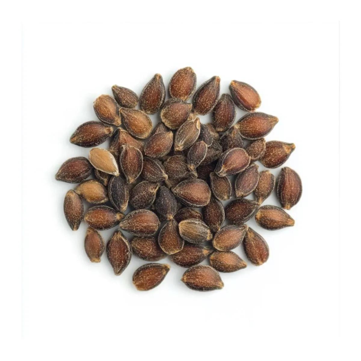 Nasiona Ephedry