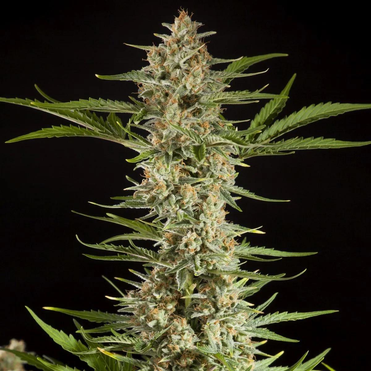 Fraggle Skunk Auto