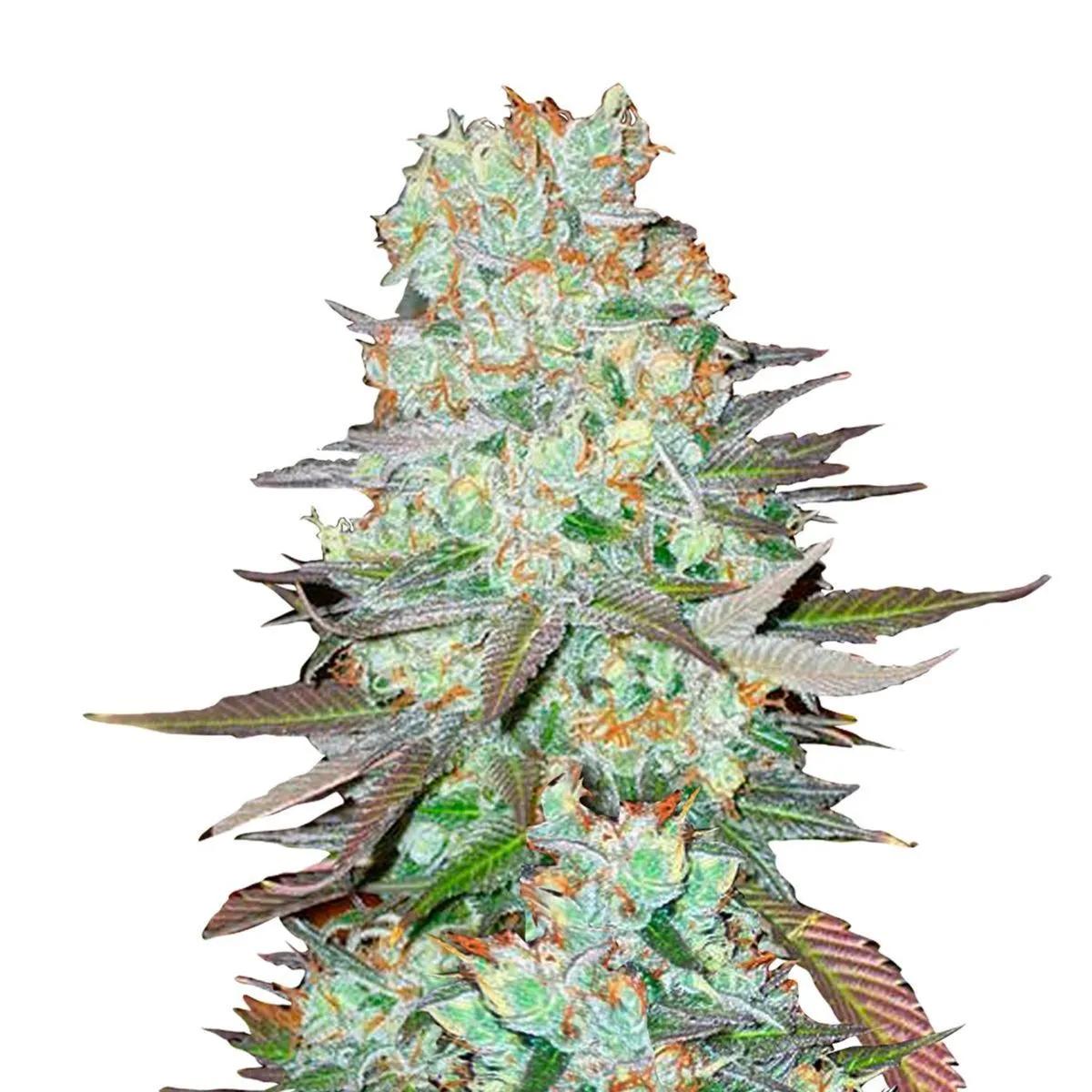 G14 Auto