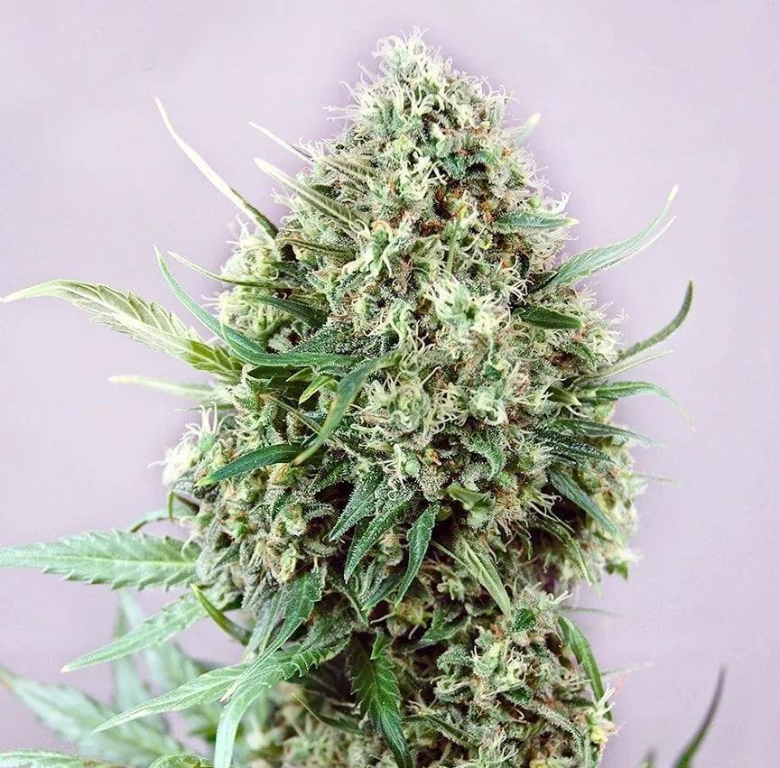 Jack Diesel