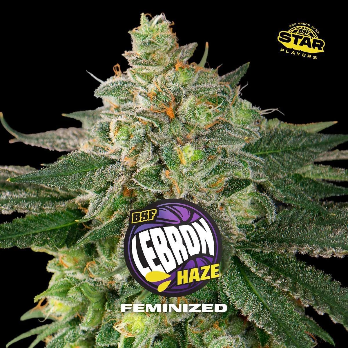 Lebron Haze