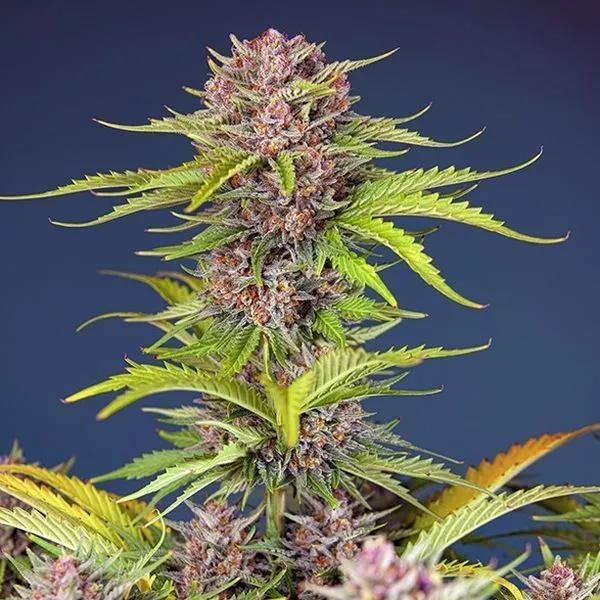 Mimosa Bruce Banner XL