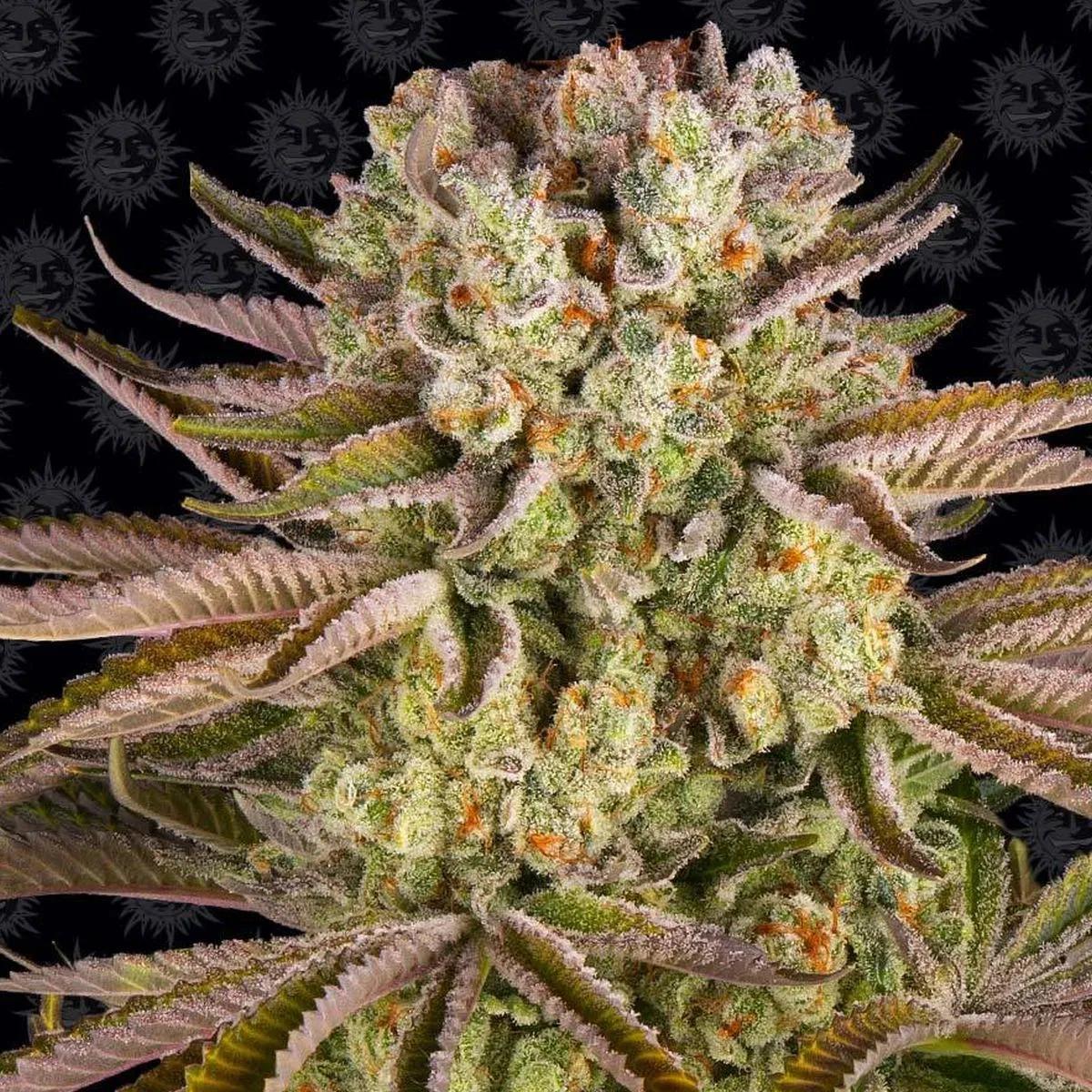 Pineapple Express