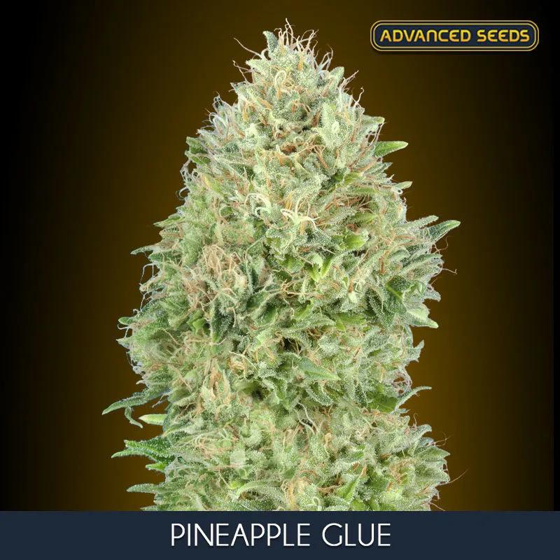 Pineapple Glue