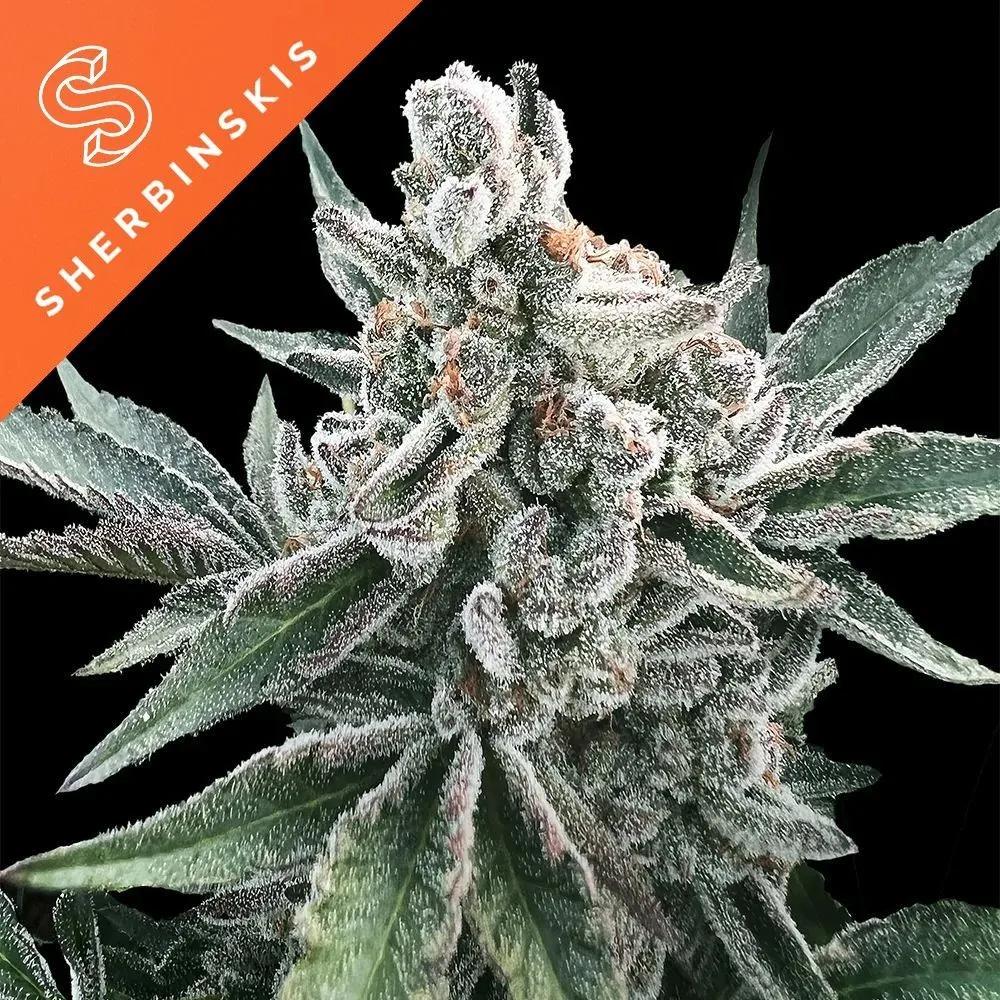 Polar Gelato Auto (Sherbinskis x Silent Seeds)