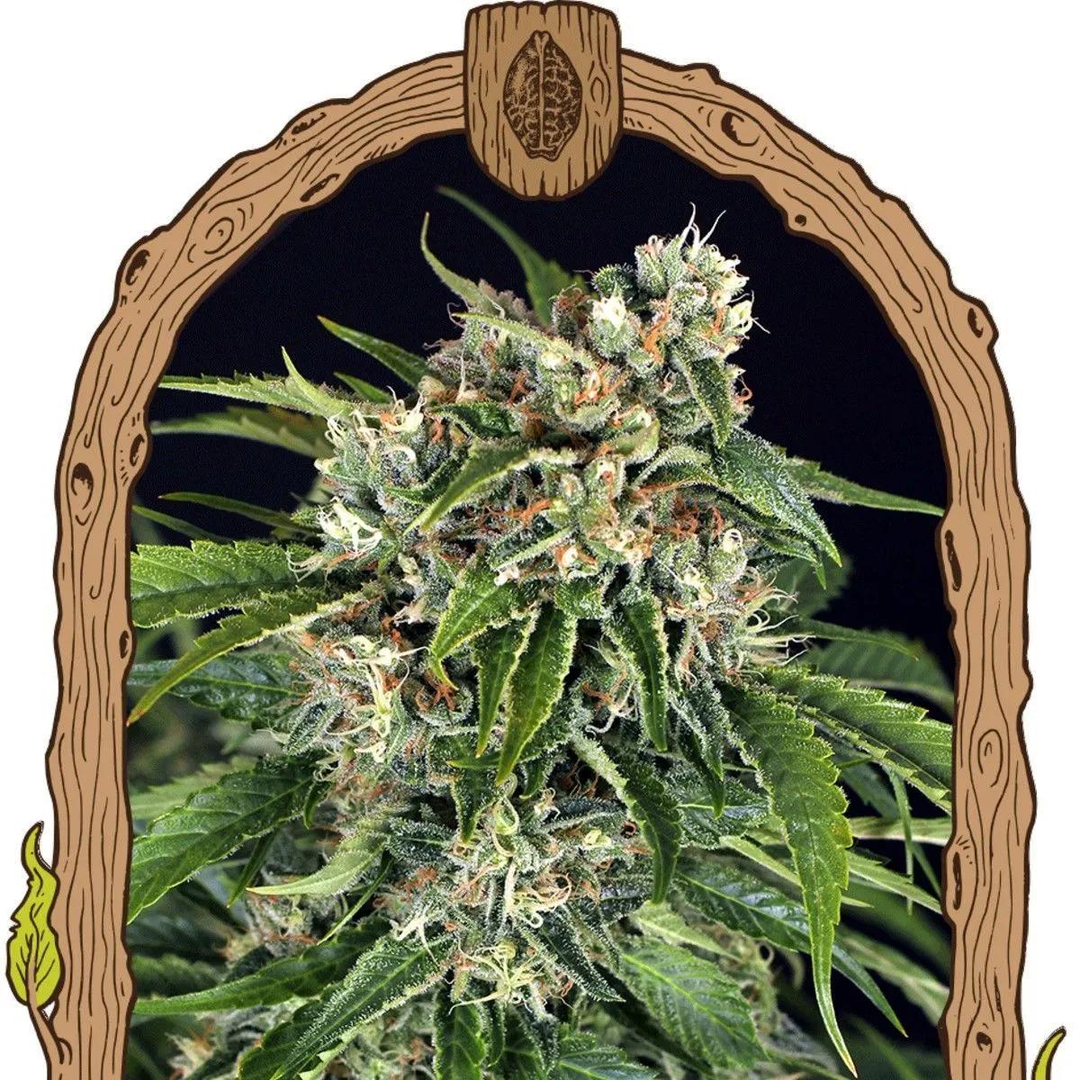 Sir Jack Auto Pure CBD