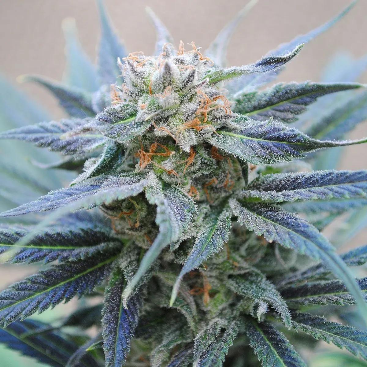 Skunk+