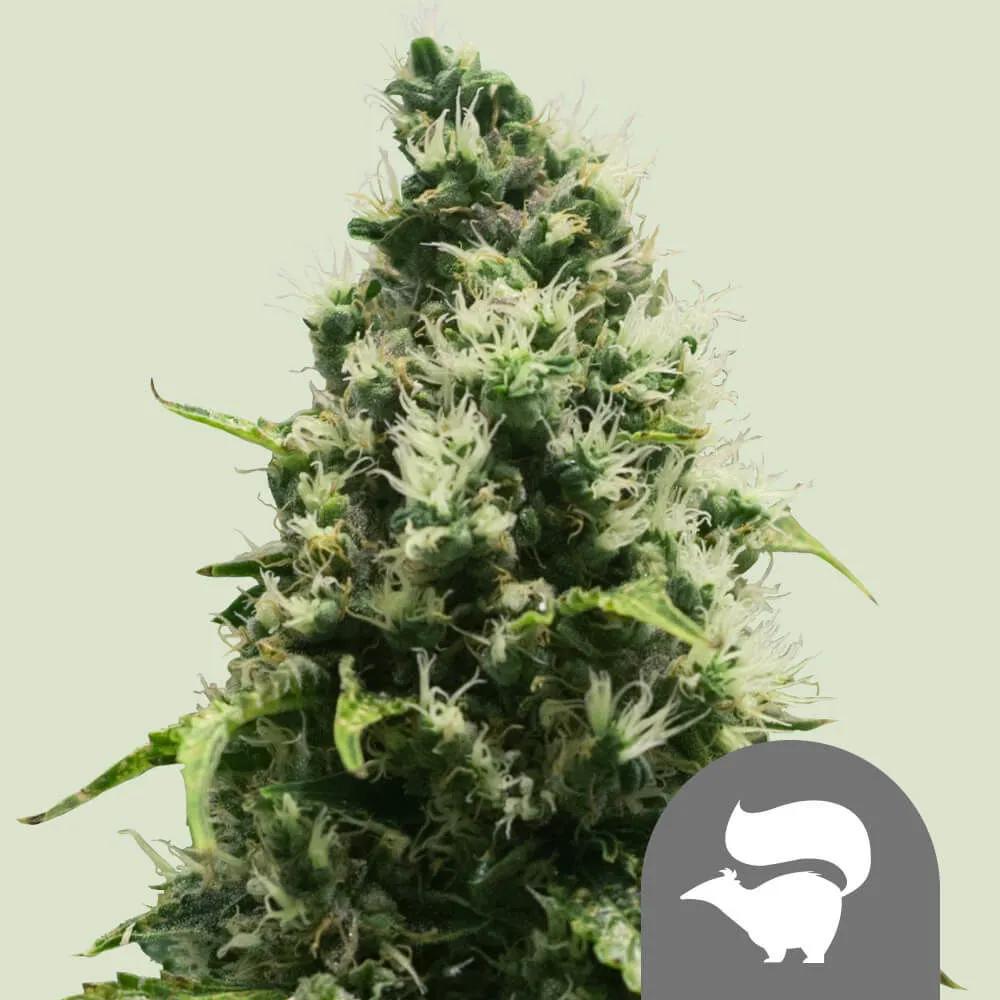 Skunk XL