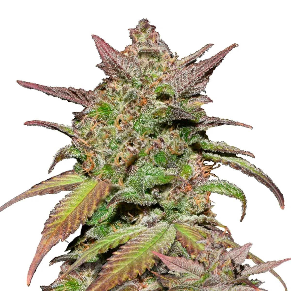 Smoothie Auto