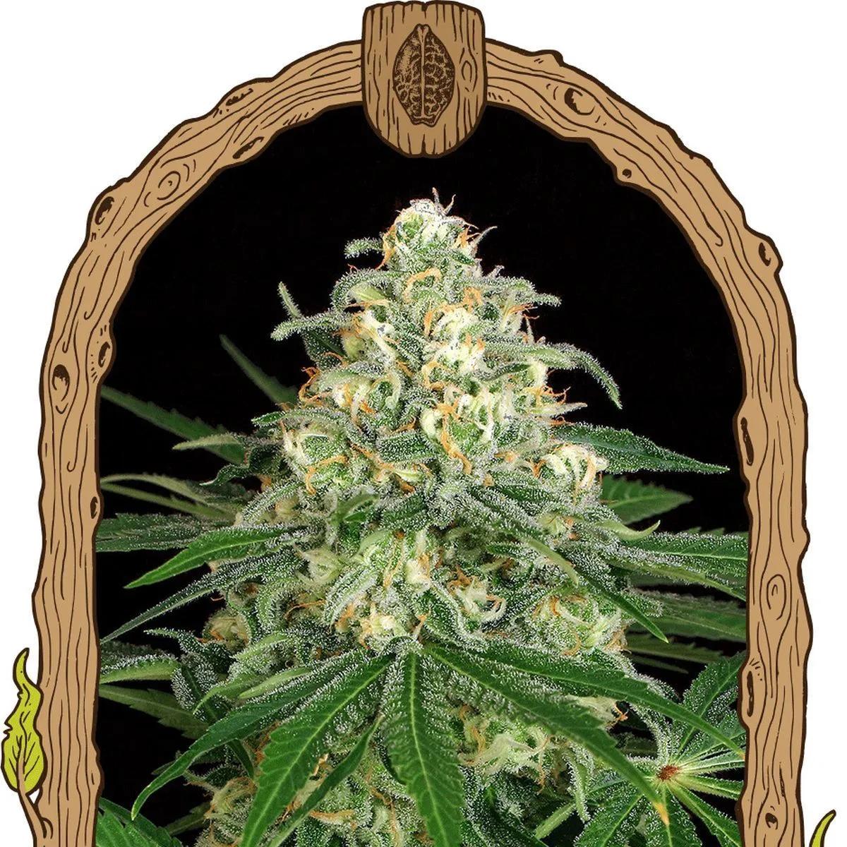 Z&Z Auto (Exotic Seed)