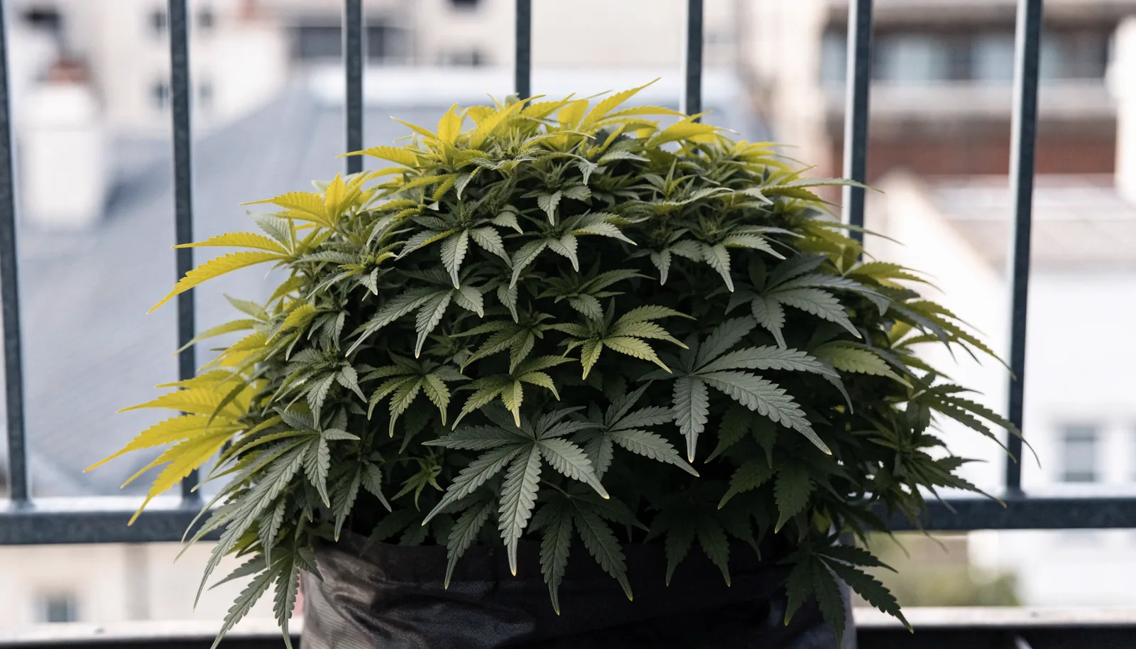 Niska, krzaczasta autoflowerowa roślina konopi pozostająca poniżej wysokości barierki balkonu