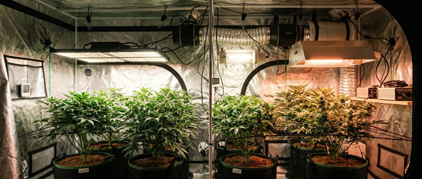 AZARIUS · Cannabis Grow Lights Led Hps Cmh