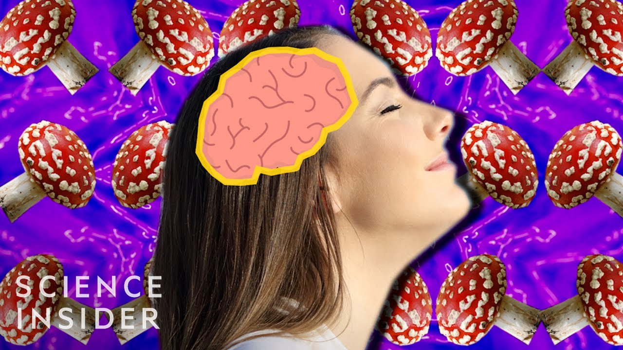 Obejrzyj: Magic Mushrooms and the Brain na YouTube