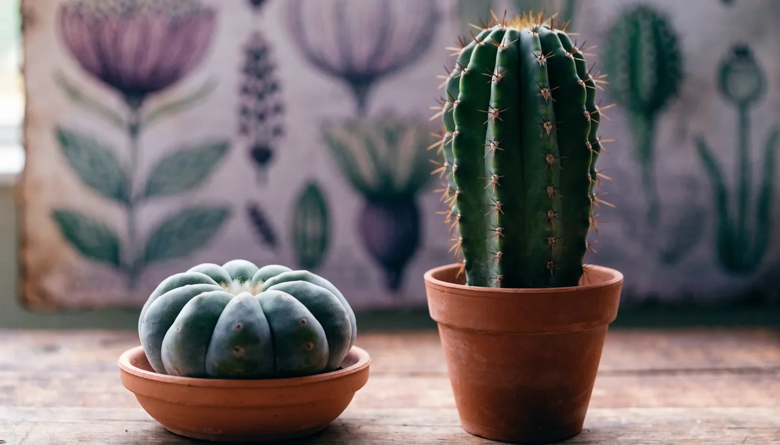 Kaktus peyote a San Pedro: czym się różnią